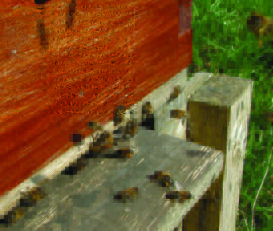 Image showcasing Sustainable bee-friendly beekeeping - Part 2 - BfD Resource Centre
